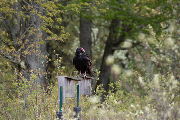 Turkey Vulture