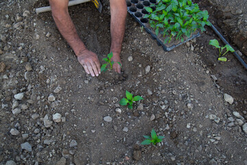 photo of gardener planting seedlings in the ground