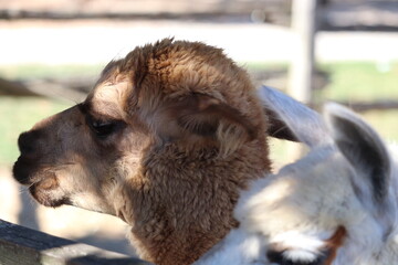 close up of a alpaca