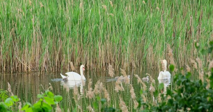 Mute swan bird family ( Cygnus olor ) with their cygnets swimming together in natural habitat. Two white swan and children's slowly swim near the shore in the lake, wildlife, close up, macro