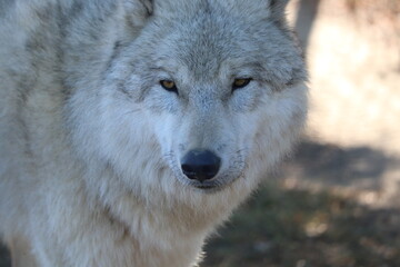 Obraz premium gray wolf 