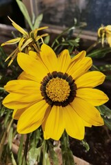 yellow flowers in the garden