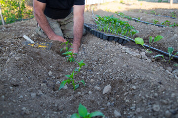 photo of gardener planting seedlings in the ground