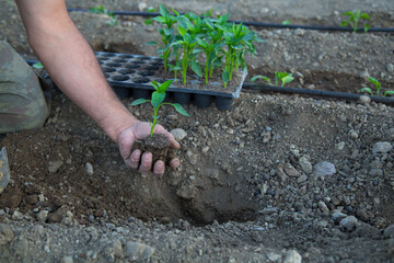 photo of gardener planting seedlings in the ground