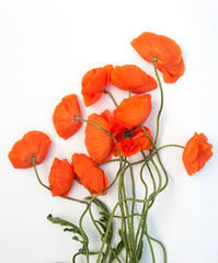 Red poppies bouquet isolated on white