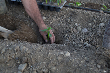 photo of gardener planting seedlings in the ground