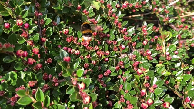 Bumblebee in flight collecting nectar on a cotoneaster bush, in May, United Kingdom