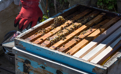 bee combs lined up in rows and a photo of a working bee inside