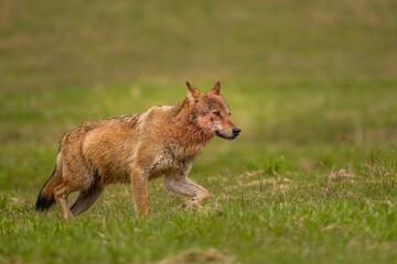 Grey Wolf (Canis lupus). The Bieszczady Mts., Carpathians, Poland.
