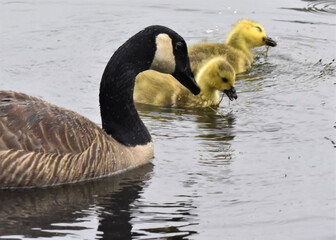 two country goose Canada goose  baby swimming