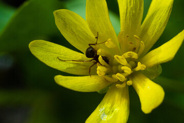 ant will turn into a yellow flower