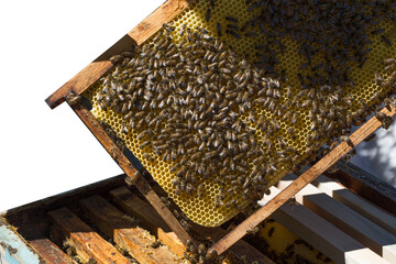 Beekeeper holding a honeycomb full of bees. The bee is examining the honeycomb frame. beekeeping concept