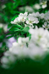 Many beautiful white flowers of a blossoming tree