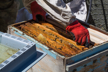 Beekeeper work collecting honey. Beekeeping concept.