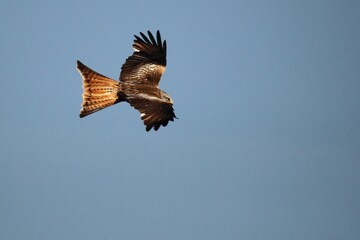 The golden eagle (Aquila chrysaetos) flying ower the rocks.