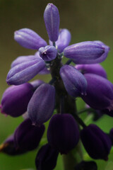 close up of a purple flower
