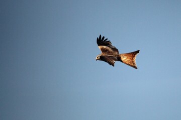 The golden eagle (Aquila chrysaetos) flying ower the rocks.