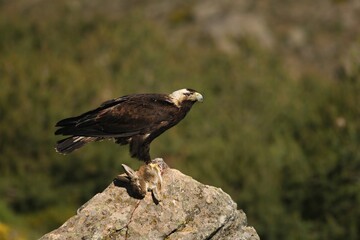 Spanish imperial eagle (Aquila adalberti), also known as the Iberian imperial eagle, Spanish or Adalbert's eagle feeding with a death rabbit.