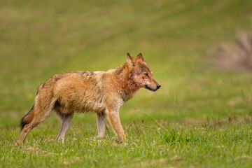 Grey Wolf (Canis lupus). The Bieszczady Mts., Carpathians, Poland.