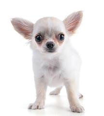 White chihuahua puppy with long hair standing