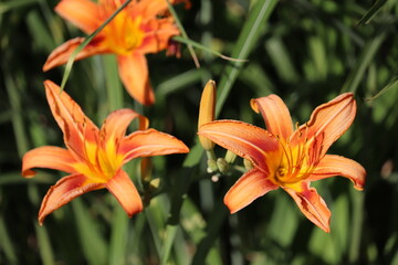 Obraz premium orange tiger lily