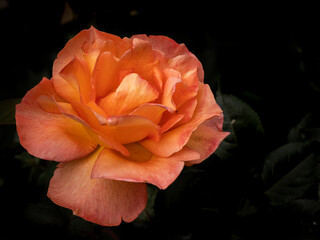 orange rose in a black background, space for text