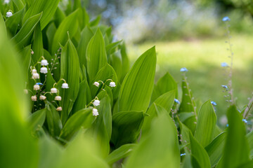 Obraz premium Lily of the valley Convallaria majalis white flowers in the garden, blue forget me not flowers in the background