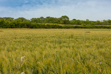 Green wheat field in spring