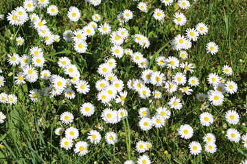 White Daisy blooming in summer, Sweden