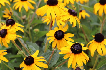 yellow flowers in the garden