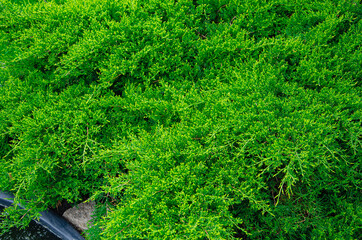 Fototapeta premium Background of evergreen juniper bushes. Natural pattern