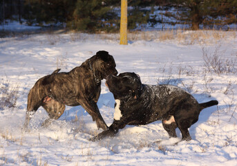 tobende Hunde