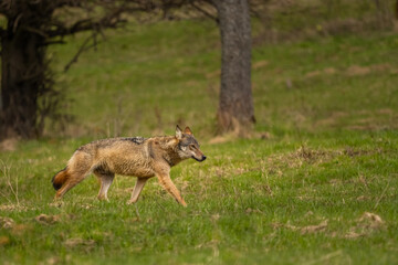 Grey Wolf (Canis lupus). The Bieszczady Mts., Carpathians, Poland.