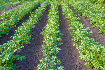 Fototapeta na wymiar Rows of potato crops at rural backyard.