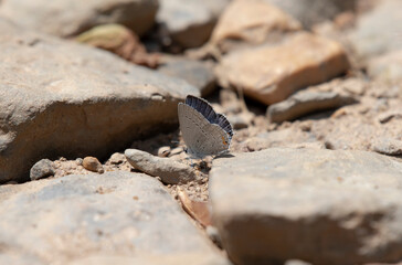 Eastern Tailed Blue