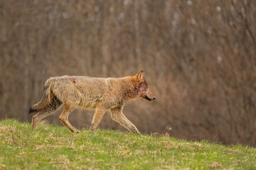 Grey Wolf (Canis lupus). The Bieszczady Mts., Carpathians, Poland.