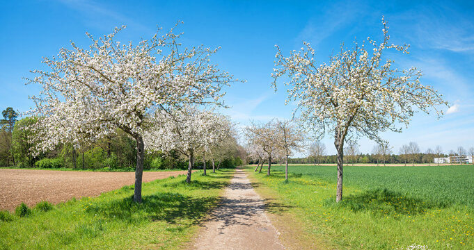 alley with blooming apple trees and walkway, spring landscape upper bavaria