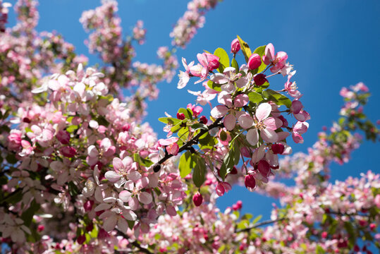 crab apple tree in spring with white and pink blossoms, blue sky