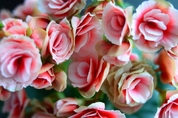 Beautiful flowers begonias