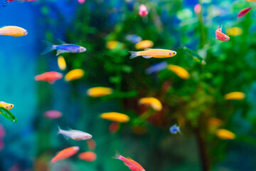 Danio small, fast fish with unusual colors. 