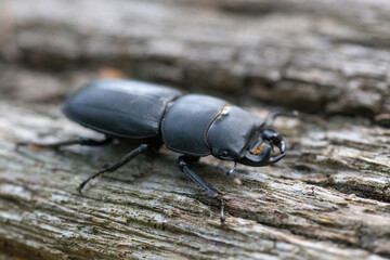 Black beetle on wood 