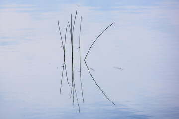 Minimalistyczna kompozycja przedstawiająca ważki, odpoczywające na czubkach trzcin na tle spokojnej tafli jeziora.