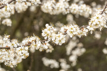 The blooming trees