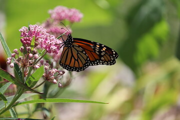 monarch butterfly on a flower