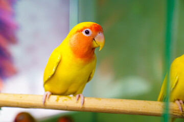 lovebird parrot. bird is inseparable. large, colorful, beautiful parrots. 