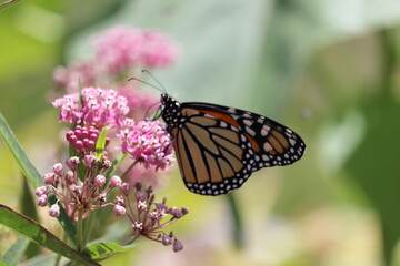 butterfly on flower