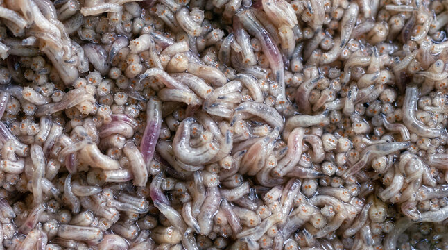 Maggots background close-up macro. Live fly larvae for fishing. Pest invasion.