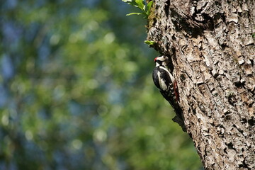 Männlicher Buntspecht an einem Baumstamm zur Fütterung der Jungen, Dendrocopos major