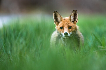 Red Fox. The Bieszczady Mts., Carpathians, Poland.