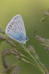 Fototapeta na wymiar Common blue butterfly with green background in meadow 